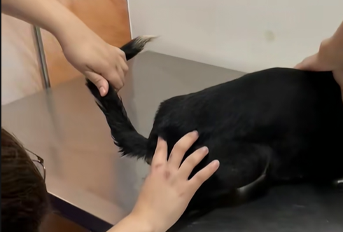 Pretinha no veterinário