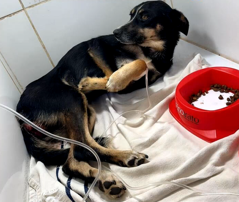 Pretinha, a cachorrinha resgatada